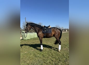 Westphalian, Gelding, 4 years, 17 hh, Bay-Dark