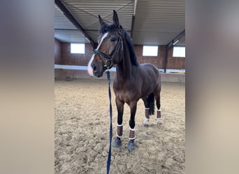 Westphalian, Gelding, 4 years, 17 hh, Bay-Dark