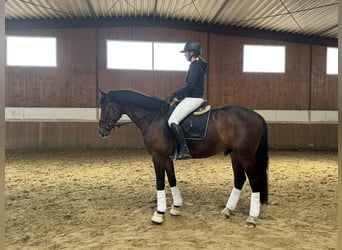 Westphalian, Gelding, 4 years, 17 hh, Bay-Dark