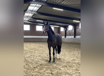 Westphalian, Gelding, 4 years, 17 hh, Bay-Dark