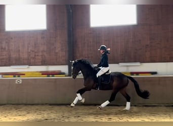 Westphalian, Gelding, 4 years, 17 hh, Bay-Dark