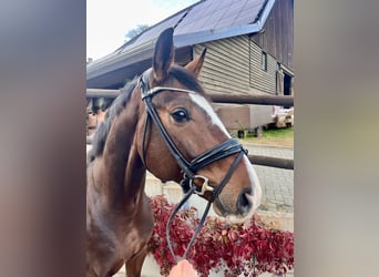 Westphalian, Gelding, 4 years, 17 hh, Brown