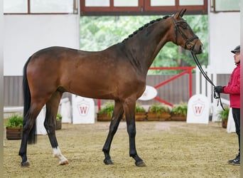 Westphalian, Gelding, 4 years, 17 hh, Brown