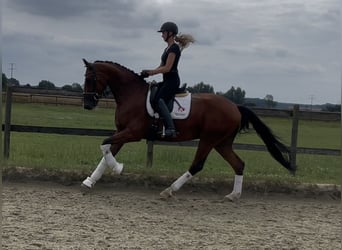 Westphalian, Gelding, 4 years, 17 hh, Brown