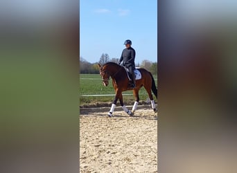 Westphalian, Gelding, 4 years, 17 hh, Brown