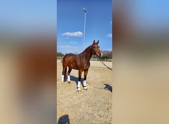 Westphalian, Gelding, 4 years, 17 hh, Brown