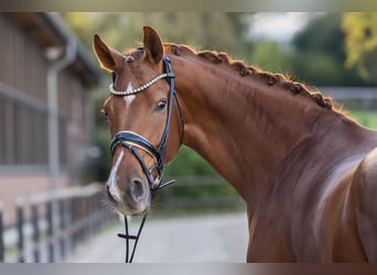 Westfale, Wallach, 4 Jahre, 17 hh, Fuchs