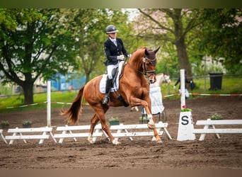 Westphalian, Gelding, 4 years, 17 hh, Chestnut-Red