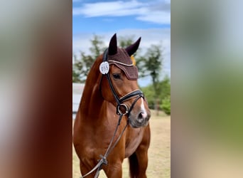 Westphalian, Gelding, 4 years, 17 hh, Chestnut-Red