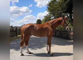 Westphalian, Gelding, 4 years, 17 hh, Chestnut-Red