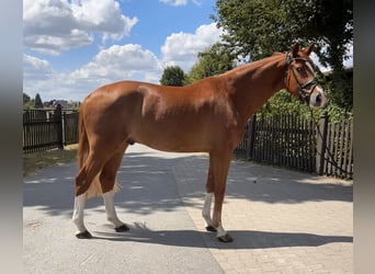 Westphalian, Gelding, 4 years, 17 hh, Chestnut-Red