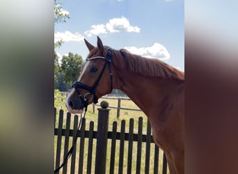 Westphalian, Gelding, 4 years, 17 hh, Chestnut-Red