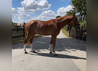 Westphalian, Gelding, 4 years, 17 hh, Chestnut-Red