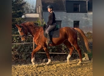 Westphalian, Gelding, 4 years, 17 hh, Chestnut-Red