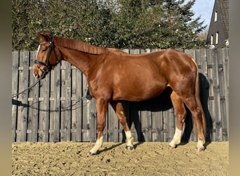 Westphalian, Gelding, 4 years, 17 hh, Chestnut-Red