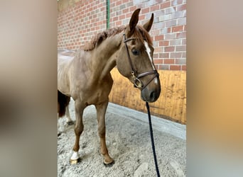 Westphalian, Gelding, 4 years, 17 hh, Chestnut Westphalian, Gelding, 4 years, 17 hh, Chestnut