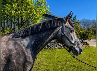 Westphalian, Gelding, 4 years, 17 hh, Grey-Dapple