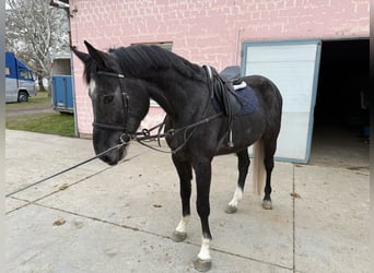 Westphalian, Gelding, 4 years, 17 hh