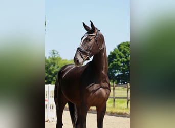 Westphalian, Gelding, 4 years, 17 hh, Smoky-Black