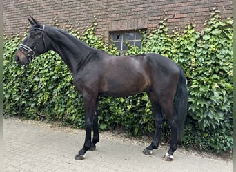 Westphalian, Gelding, 4 years, 17 hh, Smoky-Black