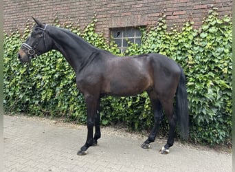 Westphalian, Gelding, 4 years, 17 hh, Smoky-Black