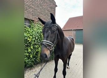 Westphalian, Gelding, 4 years, 17 hh, Smoky-Black