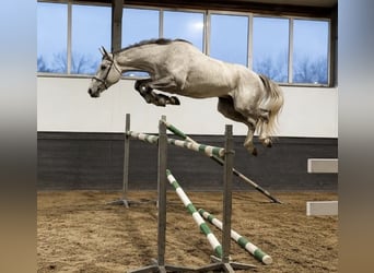 Westphalian, Gelding, 4 years, 17 hh, White