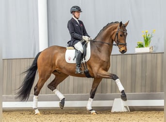 Westphalian, Gelding, 4 years, 17,1 hh, Brown