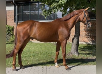 Westphalian, Gelding, 4 years, 17,2 hh, Chestnut-Red