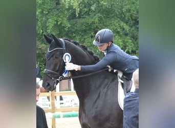 Westphalian, Gelding, 4 years, 18 hh, Black