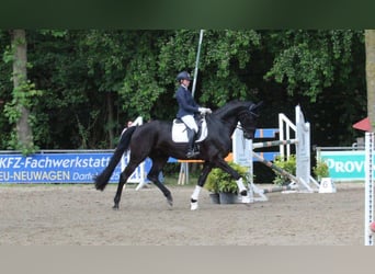 Westphalian, Gelding, 4 years, 18 hh, Black