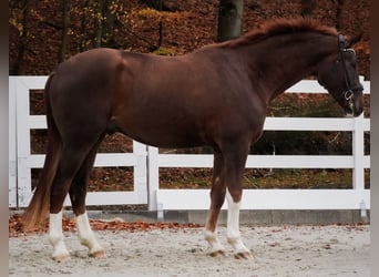 Westphalian, Gelding, 4 years, 18 hh, Chestnut