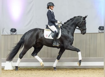 Westphalian, Gelding, 4 years, Black