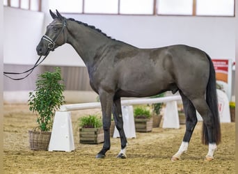 Westphalian, Gelding, 4 years, Black