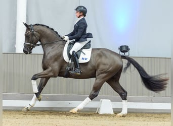 Westphalian, Gelding, 4 years, Black
