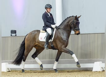 Westphalian, Gelding, 4 years, Brown