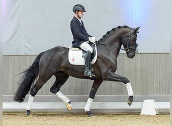 Westphalian, Gelding, 4 years, Brown