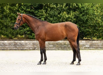 Westphalian, Gelding, 4 years, Brown