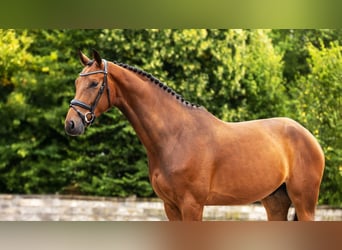 Westphalian, Gelding, 4 years, Brown