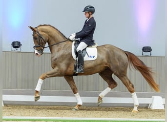 Westphalian, Gelding, 4 years, Chestnut