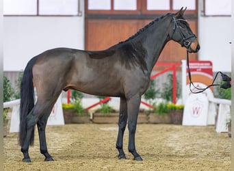 Westphalian, Gelding, 4 years