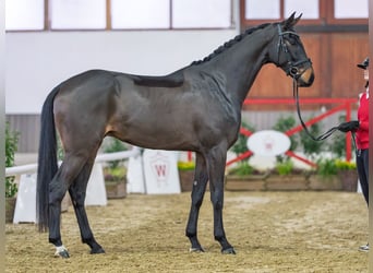 Westphalian, Gelding, 4 years
