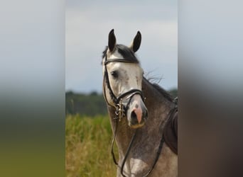 Westphalian, Gelding, 5 years, 15.2 hh, Gray