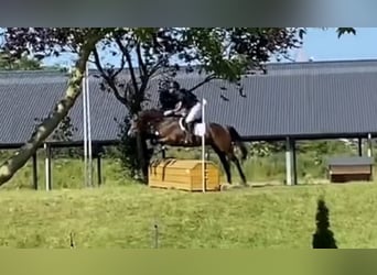 Westphalian, Gelding, 5 years, 15.3 hh, Brown