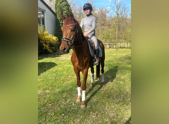 Westphalian, Gelding, 5 years, 15.3 hh, Chestnut-Red