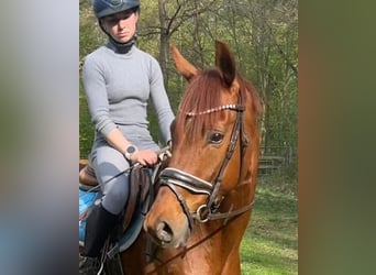 Westphalian, Gelding, 5 years, 15.3 hh, Chestnut-Red