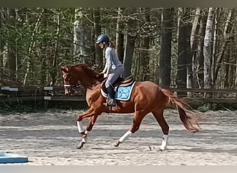 Westphalian, Gelding, 5 years, 15.3 hh, Chestnut-Red