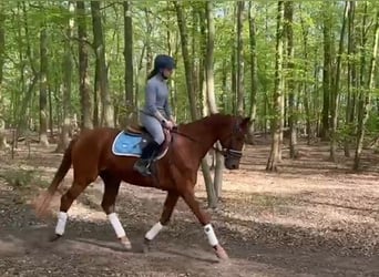 Westphalian, Gelding, 5 years, 15.3 hh, Chestnut-Red