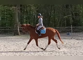 Westphalian, Gelding, 5 years, 15.3 hh, Chestnut-Red