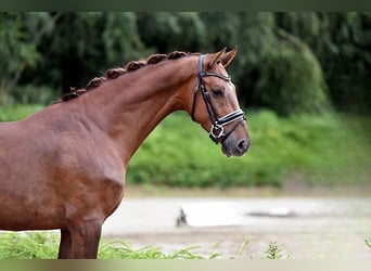 Westphalian, Gelding, 5 years, 15.3 hh, Chestnut-Red